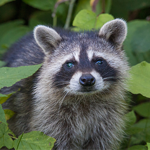 アライグマ駆除