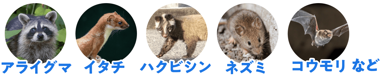 アライグマ、イタチ、ハクビシン、ネズミ、コウモリなど