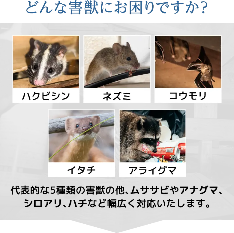 どんな害獣にお困りですか？　ハクビシン　ネズミ　コウモリ　イタチ　アライグマ　代表的な5種類の害獣の他、ムササビやアナグマ、シロアリ、ハチなど幅広く対応いたします。