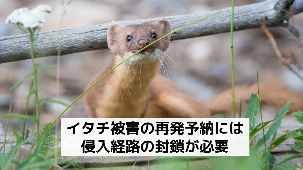 イタチは 犠牲に なった のだ _ まるで蛇博士だ | 犠牲になったのだの元ネタ – EMCL