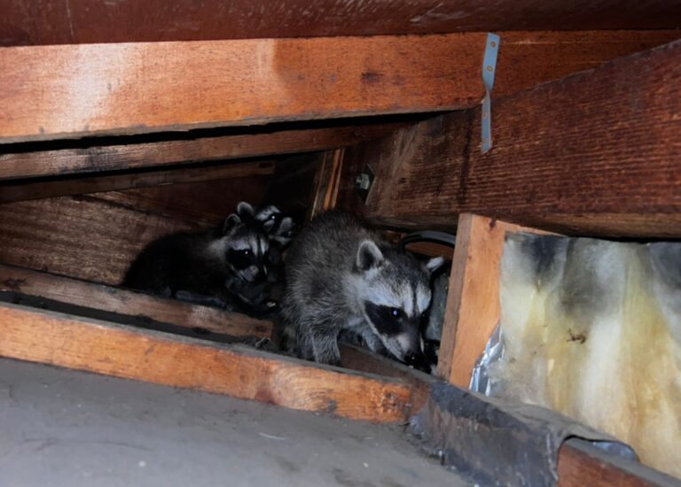 さいたま市Y様|「他社よりもアライグマ自体や駆除について詳しくて信頼できました」豊富な知識で100点満点のアライグマ駆除を実現!|害獣BUZZ ...