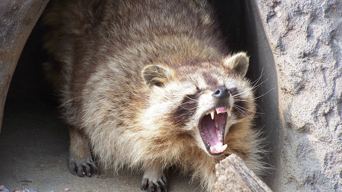 アライグマの繁殖力や繁殖期について!早期駆除すべき理由も解説|害獣BUZZ 協会加盟店&長期保証で安心の専門業者