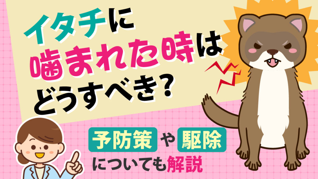 イタチに噛まれた時はどうすべき？予防策や駆除についても解説