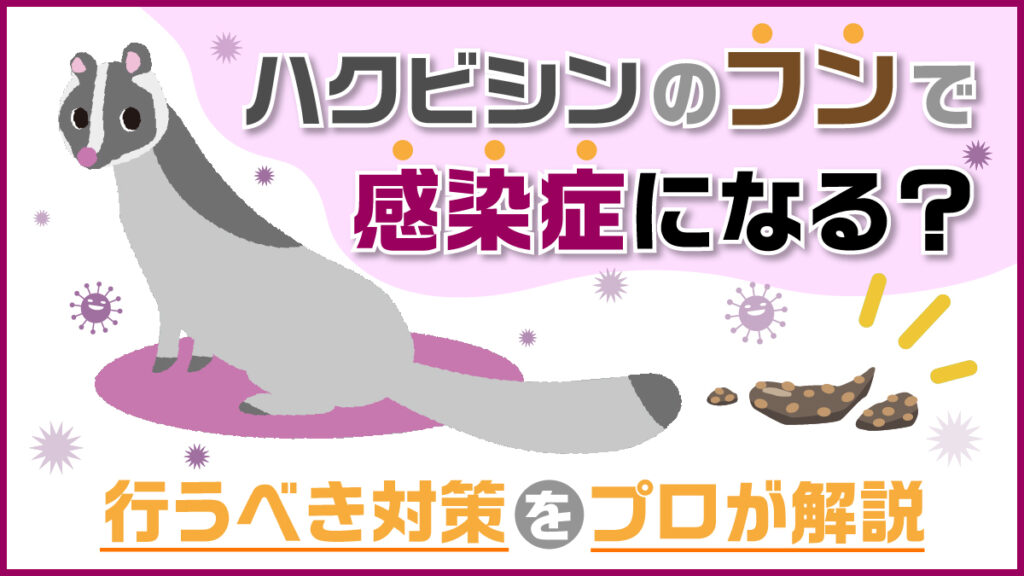ハクビシンのフンで感染症になる？行うべき対策をプロが解説