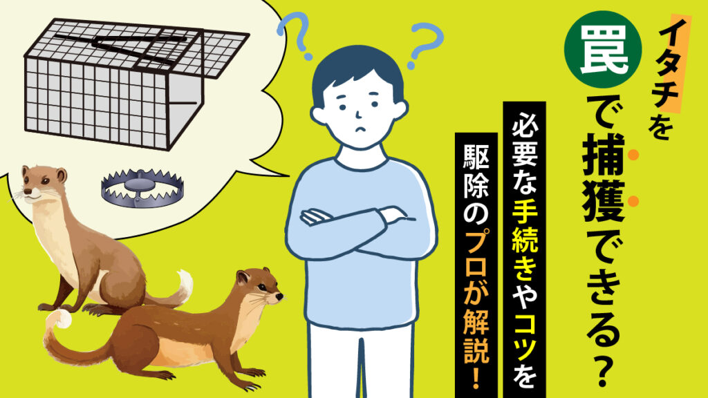 イタチを罠で捕獲できる？必要な手続きやコツを駆除のプロが解説！