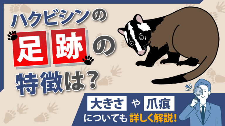 ハクビシンの足跡の特徴は?大きさや爪痕についても詳しく解説!|害獣BUZZ - 協会加盟店&長期保証で安心の専門業者