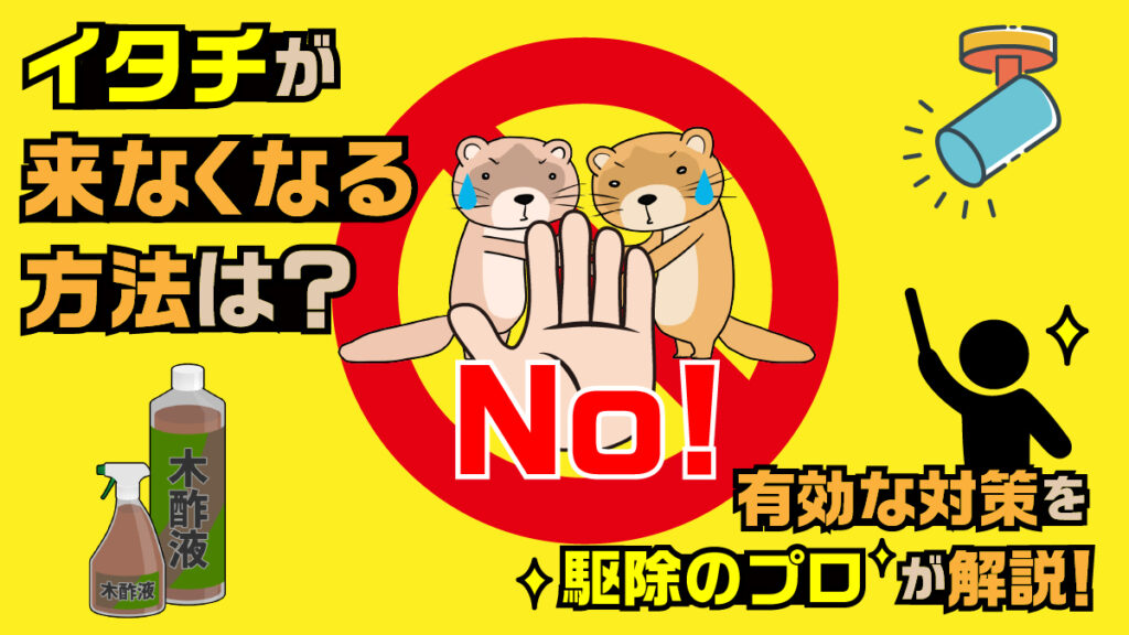 イタチが来なくなる方法は？有効な対策を駆除のプロが解説！