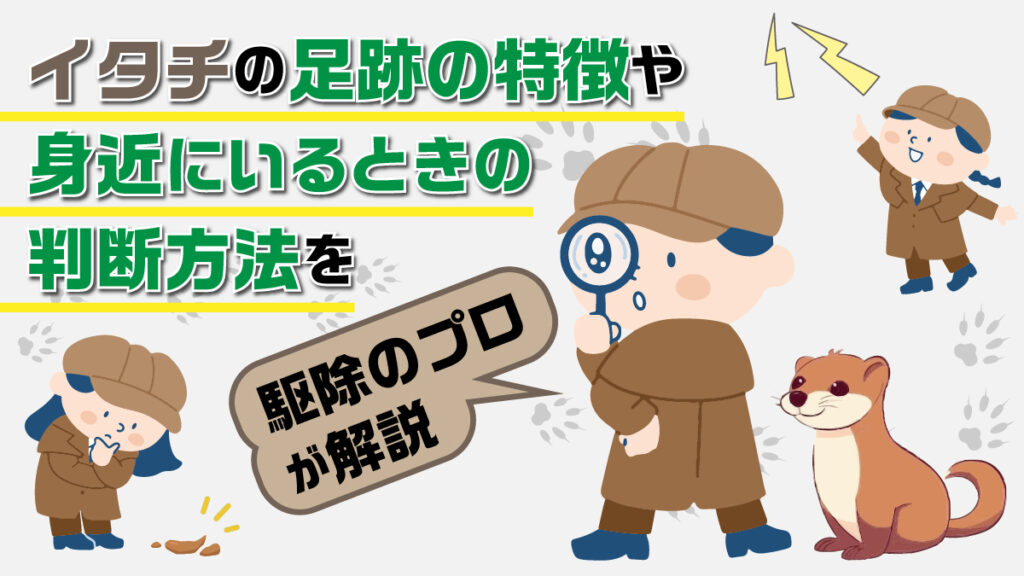 イタチの足跡の特徴や身近にいるときの判断方法を駆除のプロが解説