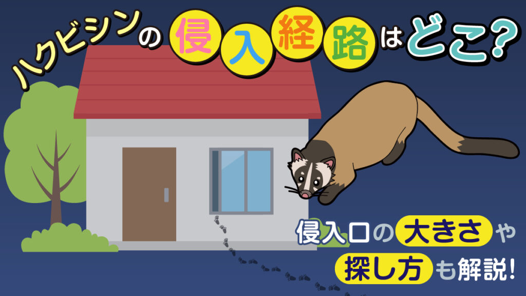 ハクビシンの侵入経路はどこ？侵入口の大きさや探し方も解説！