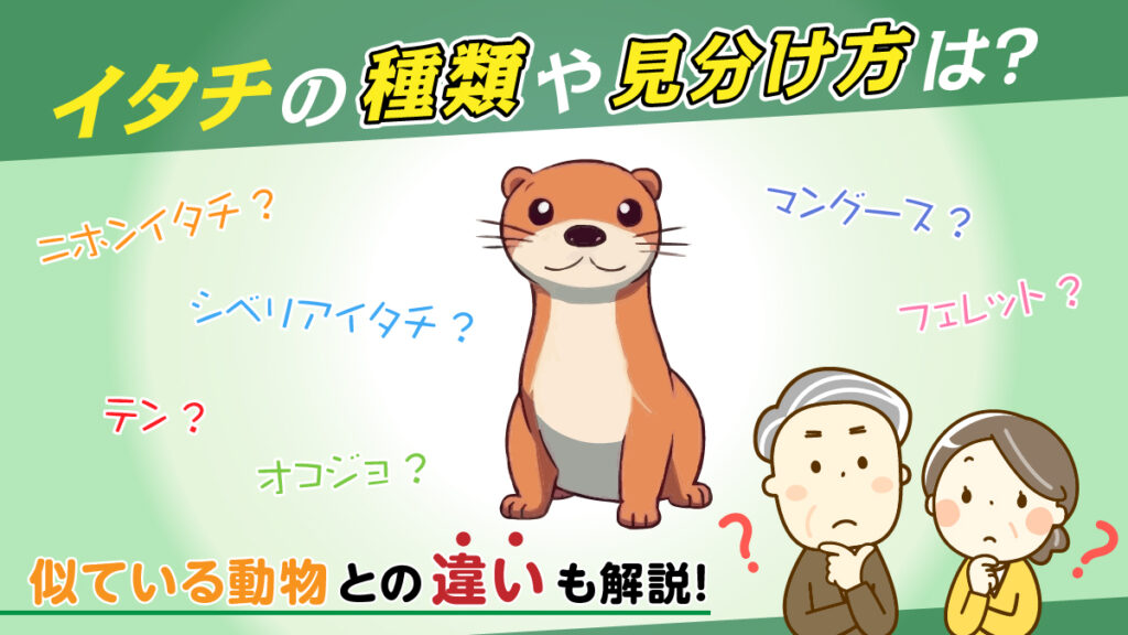 イタチの種類や見分け方は?似ている動物との違いも解説!|害獣BUZZ - 協会加盟店&長期保証で安心の専門業者