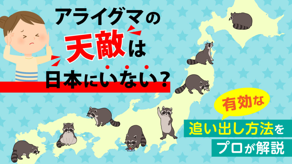 アライグマの天敵は日本にいない？有効な追い出し方法をプロが解説