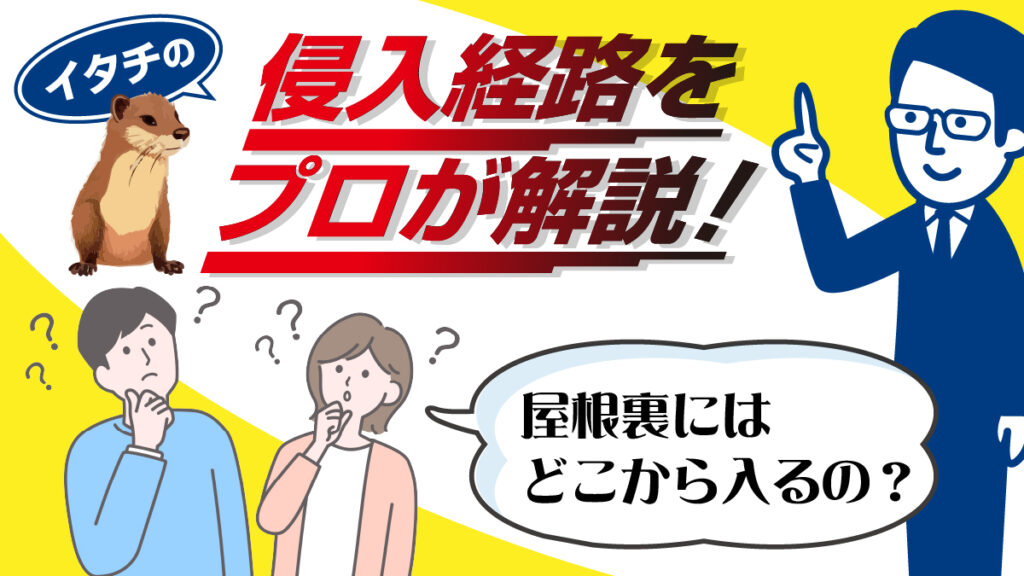 イタチの侵入経路をプロが解説！屋根裏にはどこから入るの？