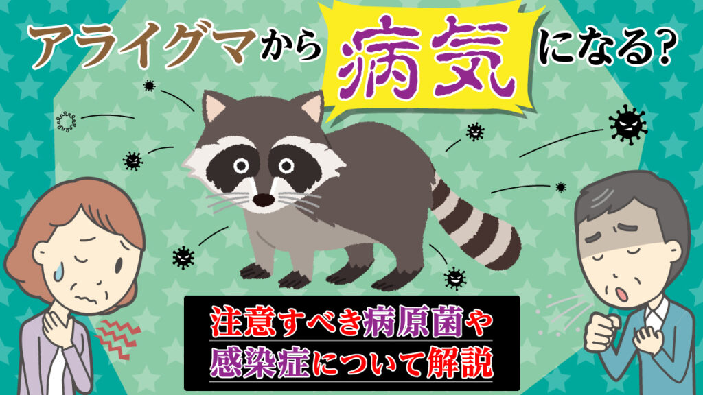 アライグマから病気になる？注意すべき病原菌や感染症について解説