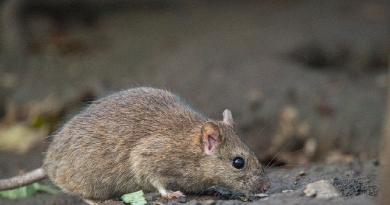 冬眠しないネズミ