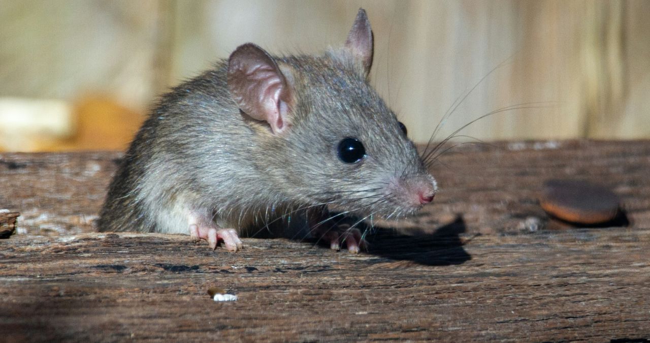ネズミのラットサイン