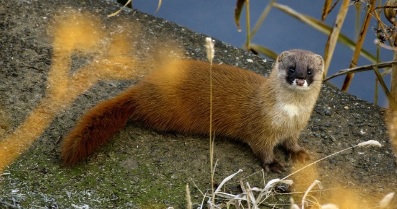 こちらを見るイタチ