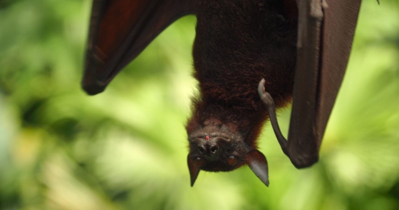 ぶら下がるコウモリ