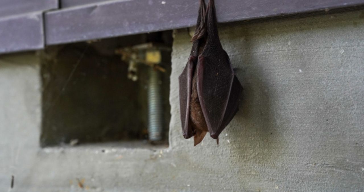 軒先のコウモリ