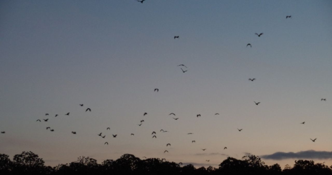 夕暮れに飛ぶコウモリ