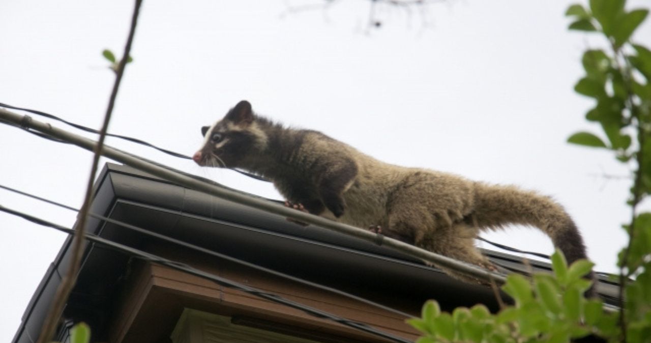 ハクビシン対策はプロへ依頼