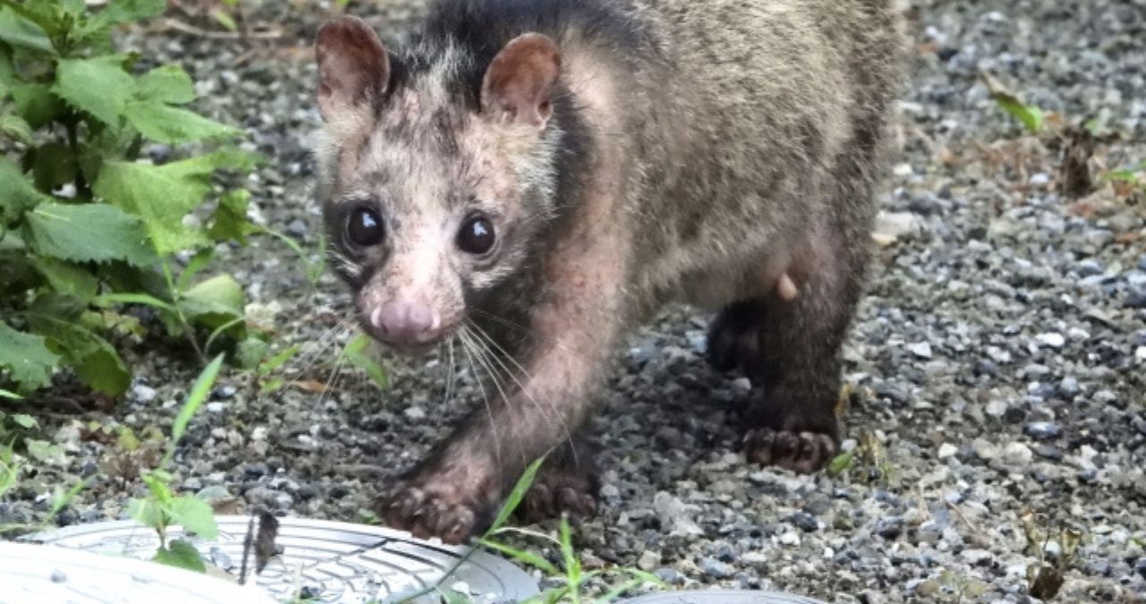 歩くハクビシン