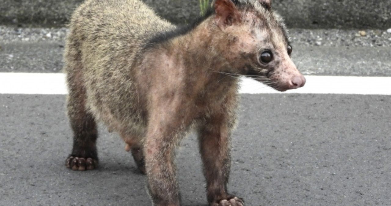 ハクビシン被害の根本的な対策