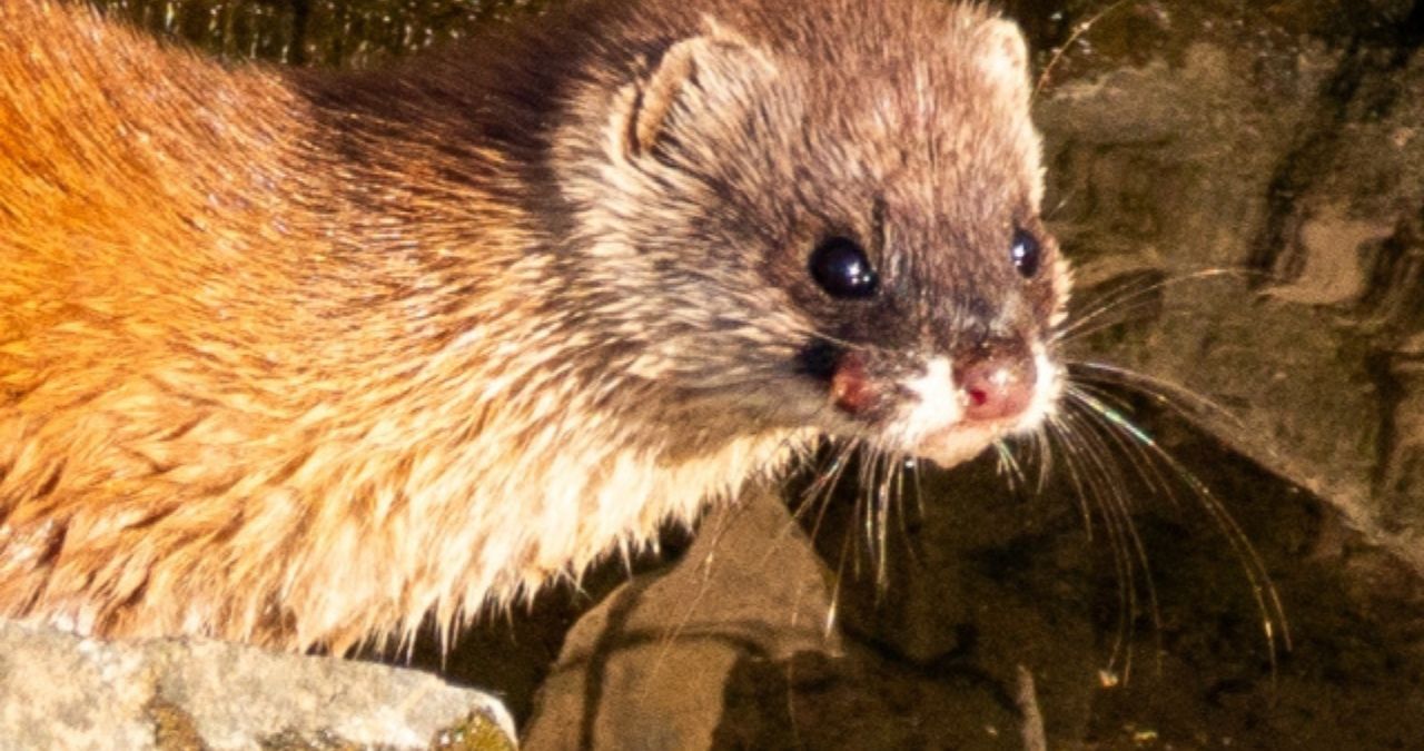 警戒するイタチ