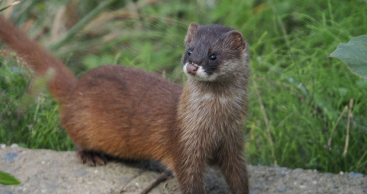 こちらを見るイタチ