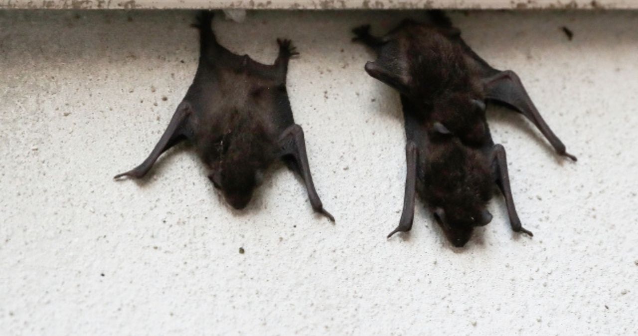 軒下のコウモリ