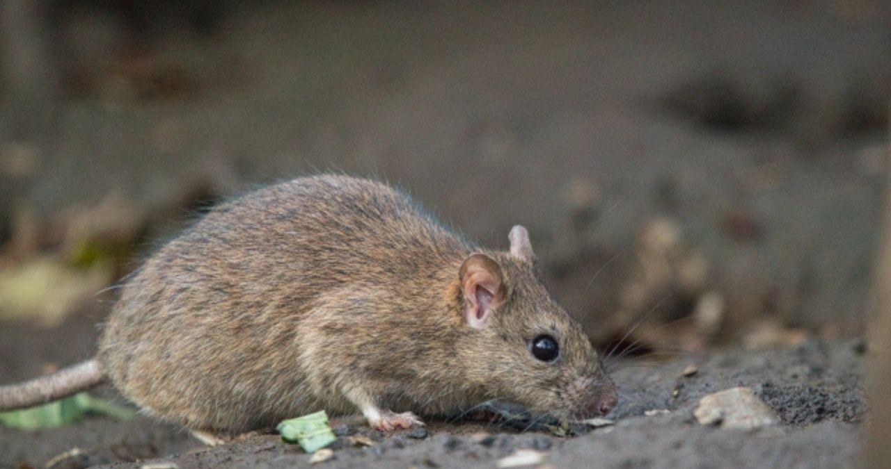 食べ物を探すネズミ