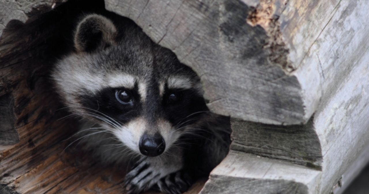 警戒するアライグマ