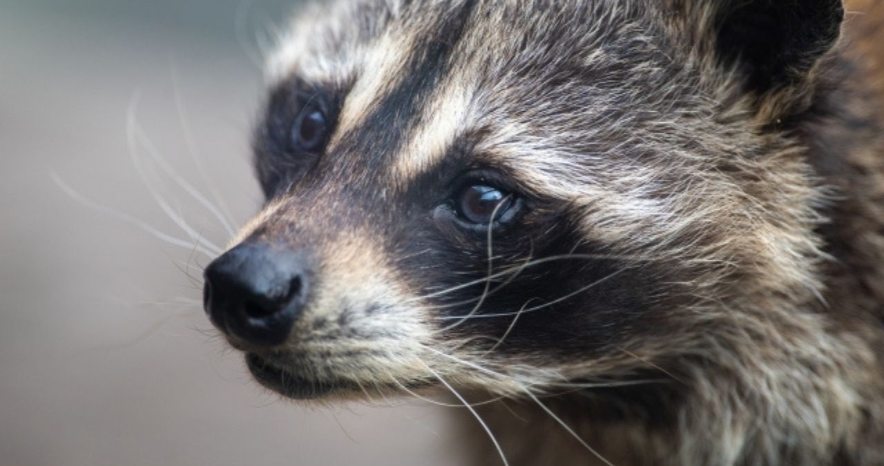全国に生息するアライグマ