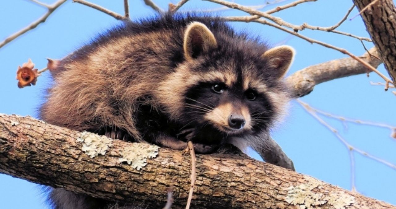 木登りするアライグマ