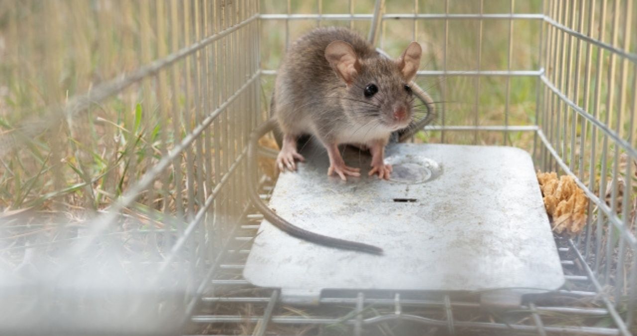 捕えられたネズミ