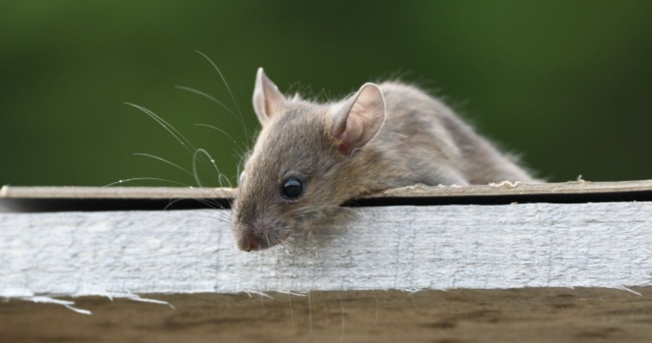 警戒するネズミ