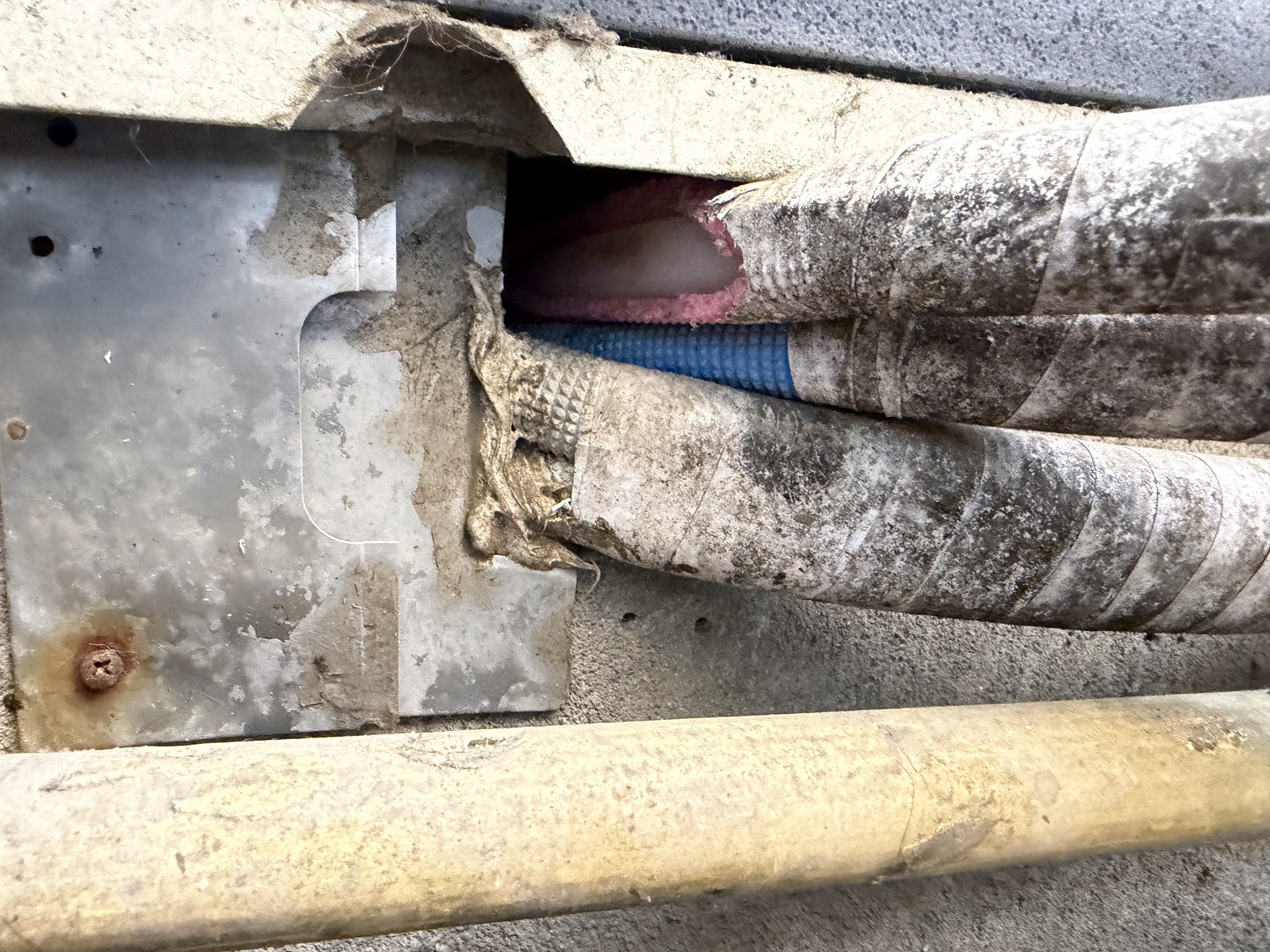 東京都目黒区ネズミ駆除現場の写真16