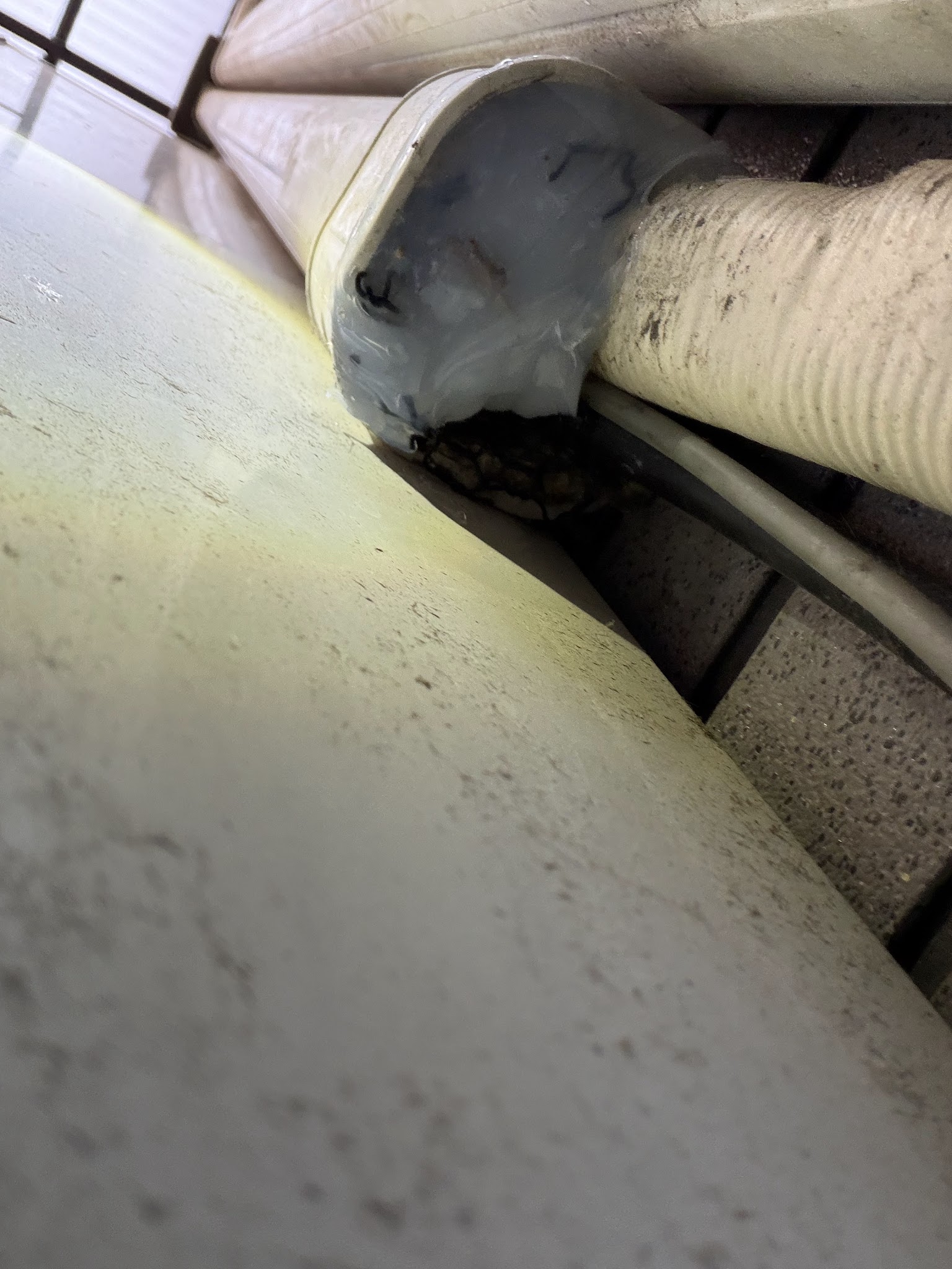 東京都目黒区ネズミ駆除現場の写真28