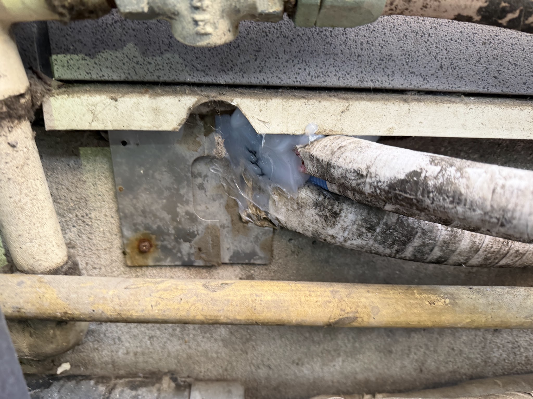 東京都目黒区ネズミ駆除現場の写真13