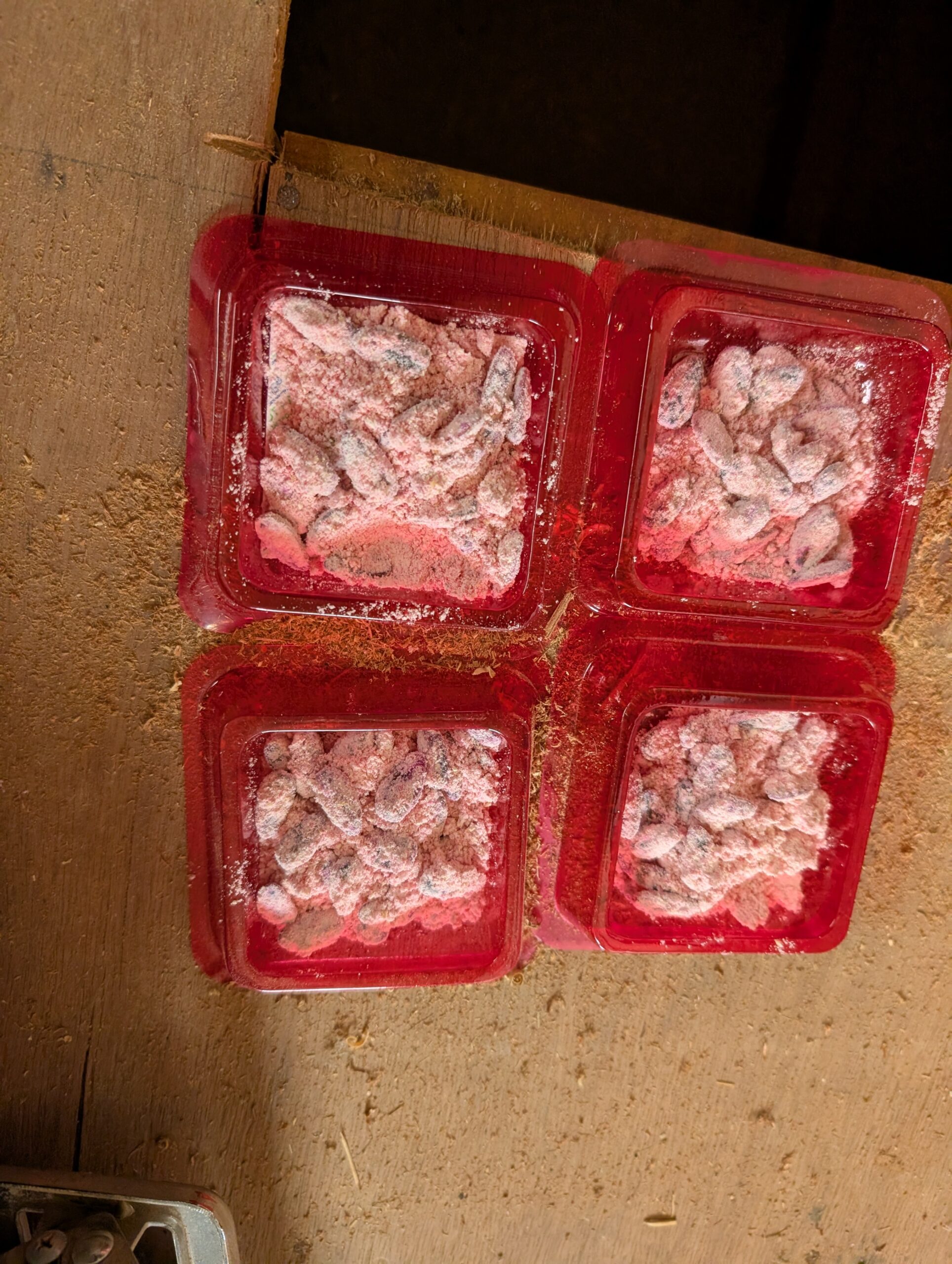 千葉県千葉市ネズミ駆除現場の写真28