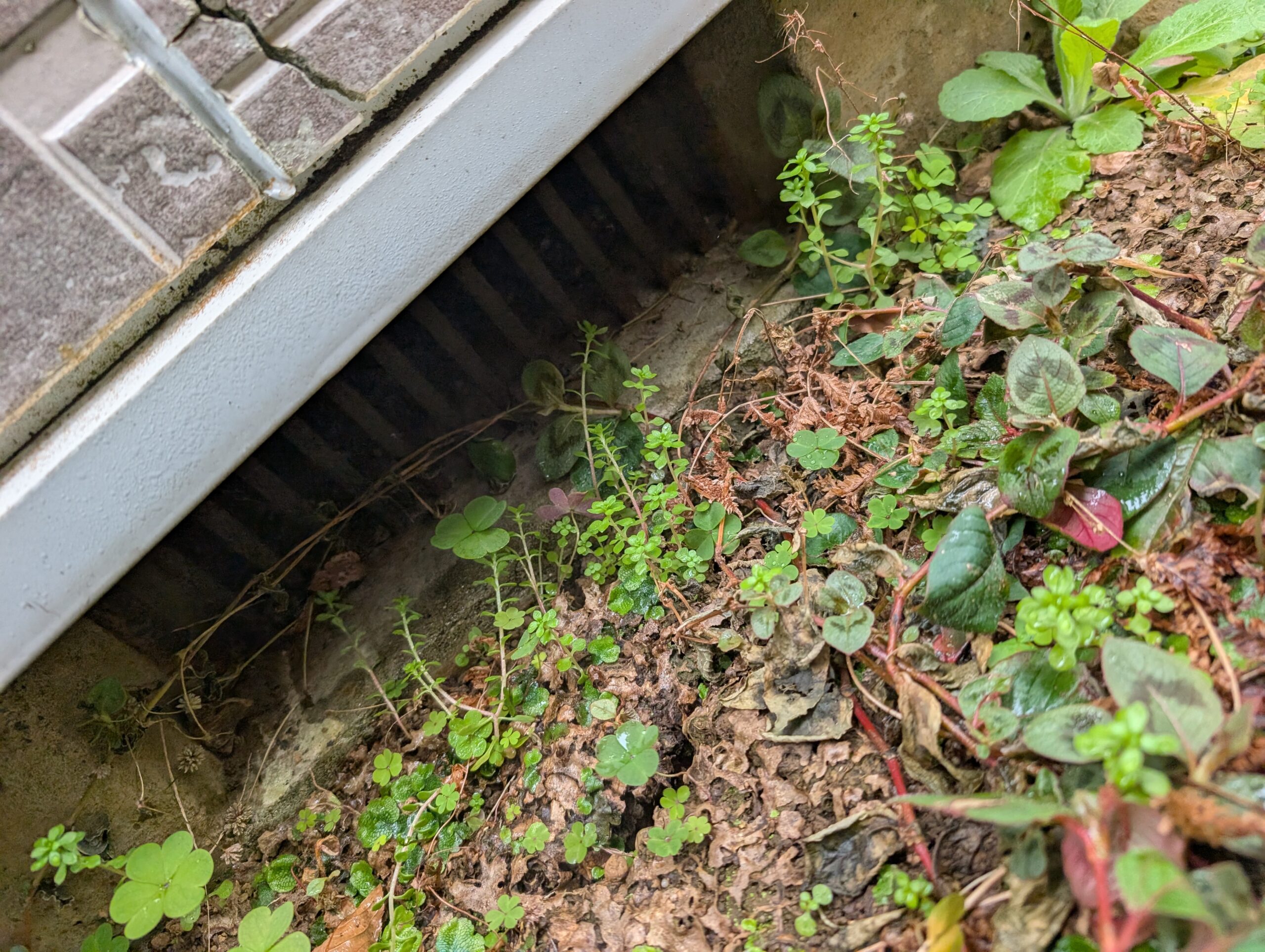 千葉県千葉市ネズミ駆除現場の写真32