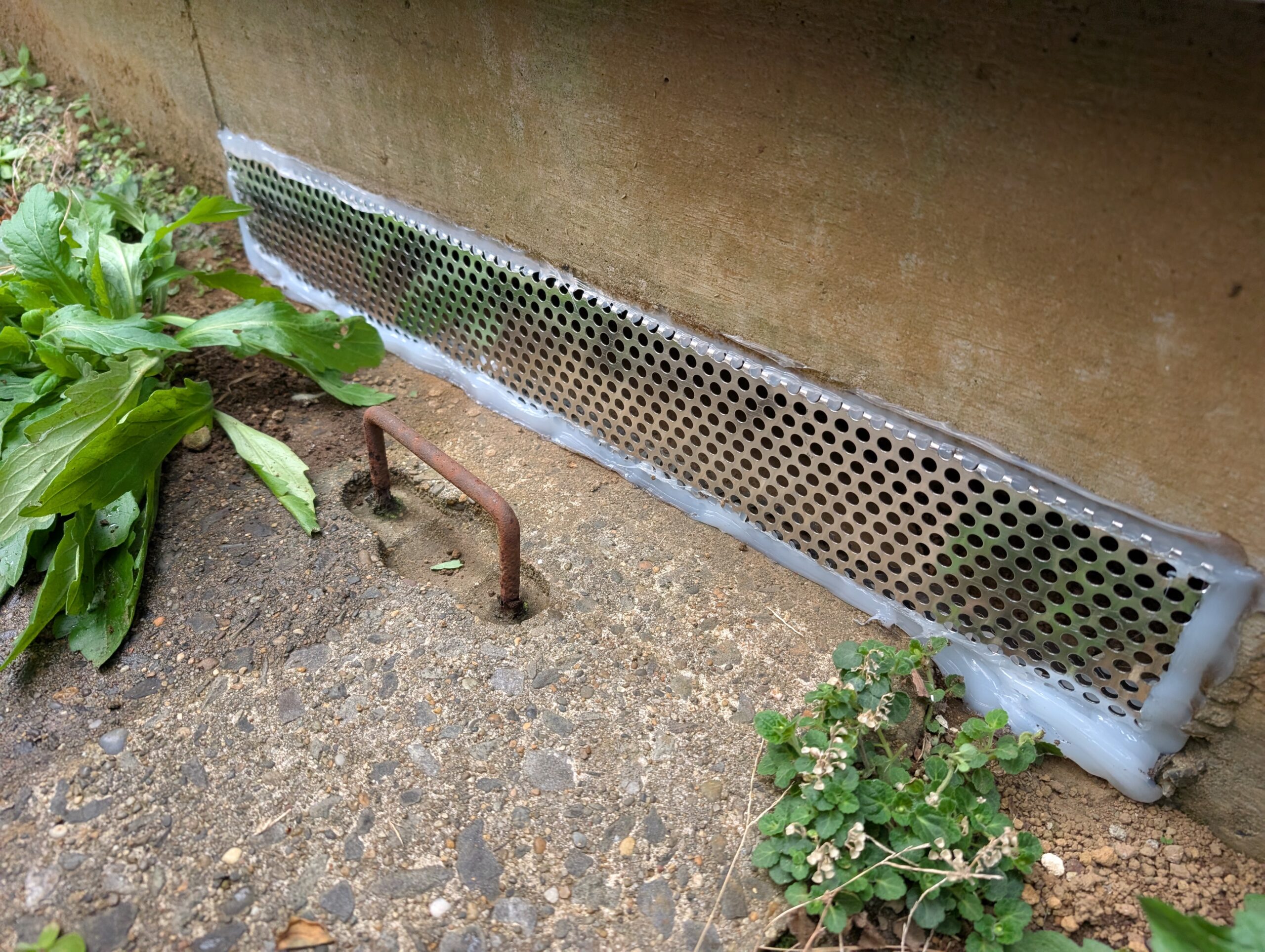 千葉県千葉市ネズミ駆除現場の写真2