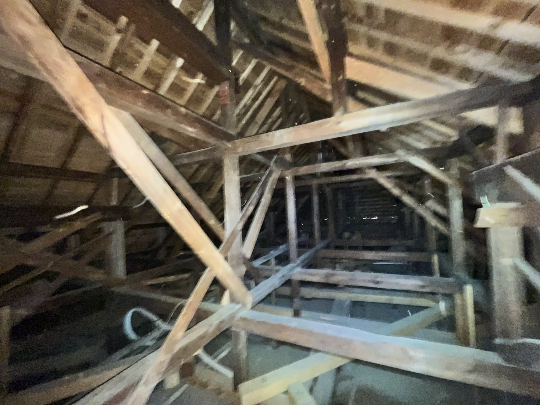 東京都清瀬市中型害獣駆除現場の写真5