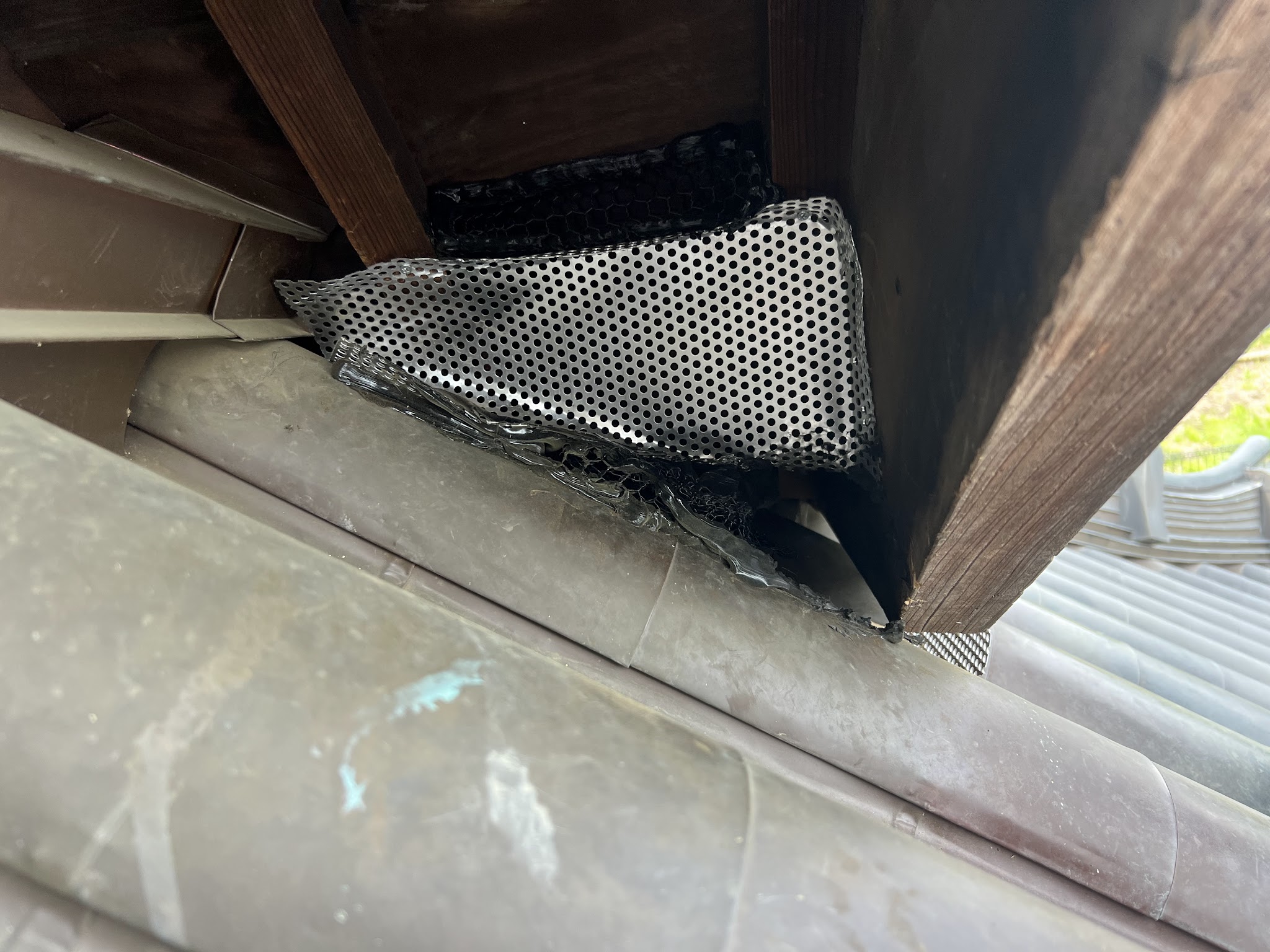 東京都清瀬市中型害獣駆除現場の写真34