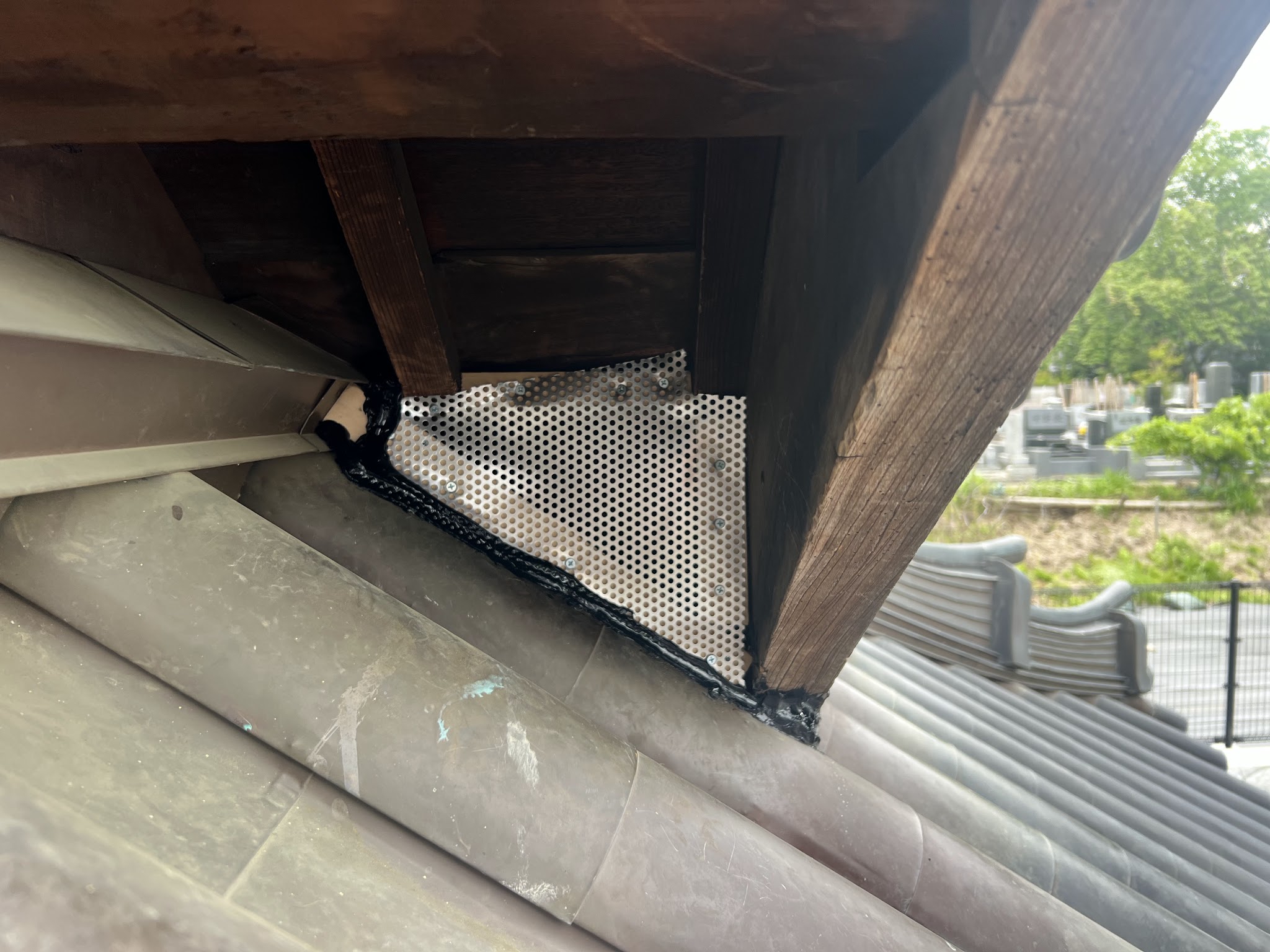 東京都清瀬市中型害獣駆除現場の写真36