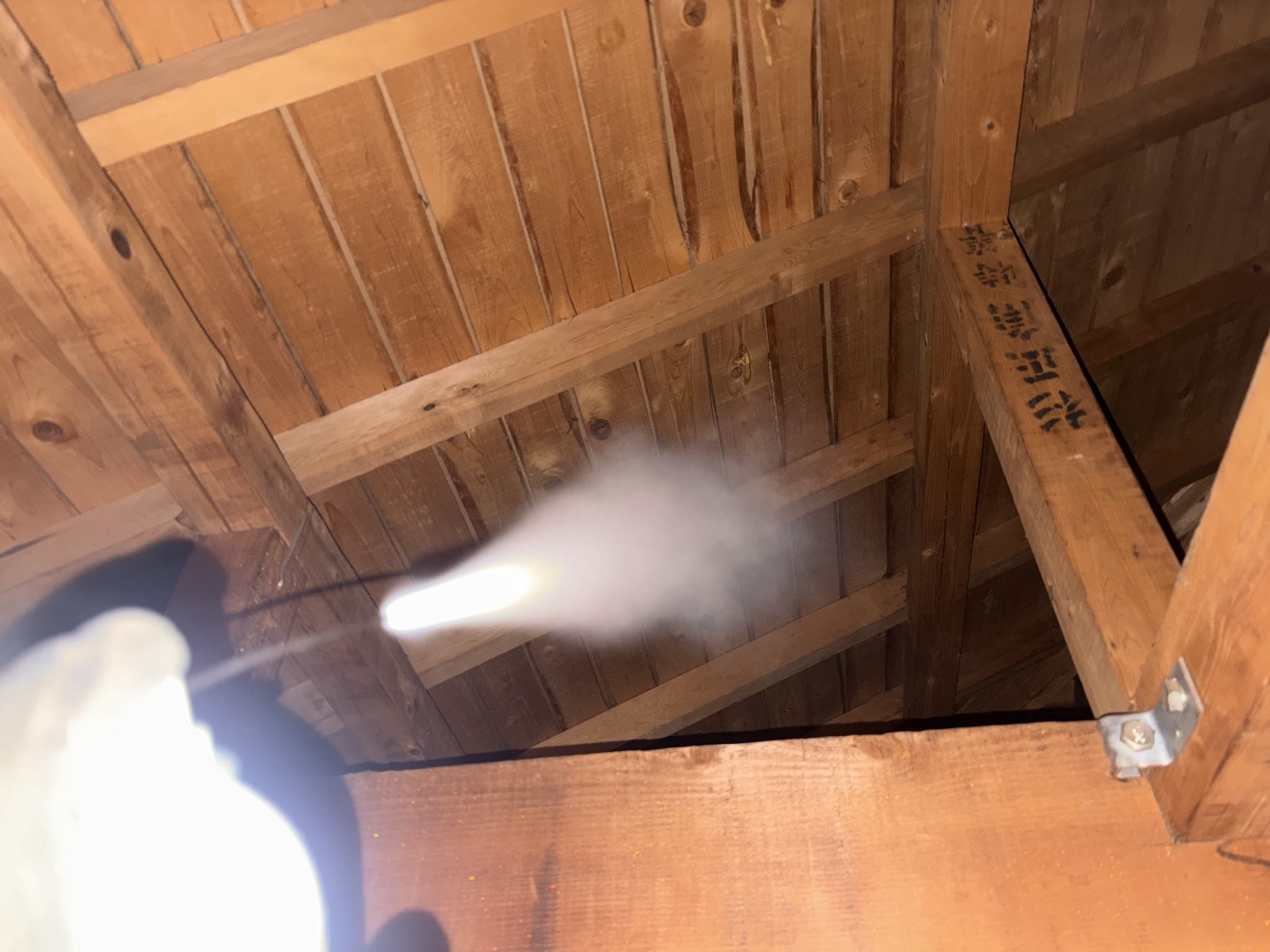 東京都清瀬市中型害獣駆除現場の写真45