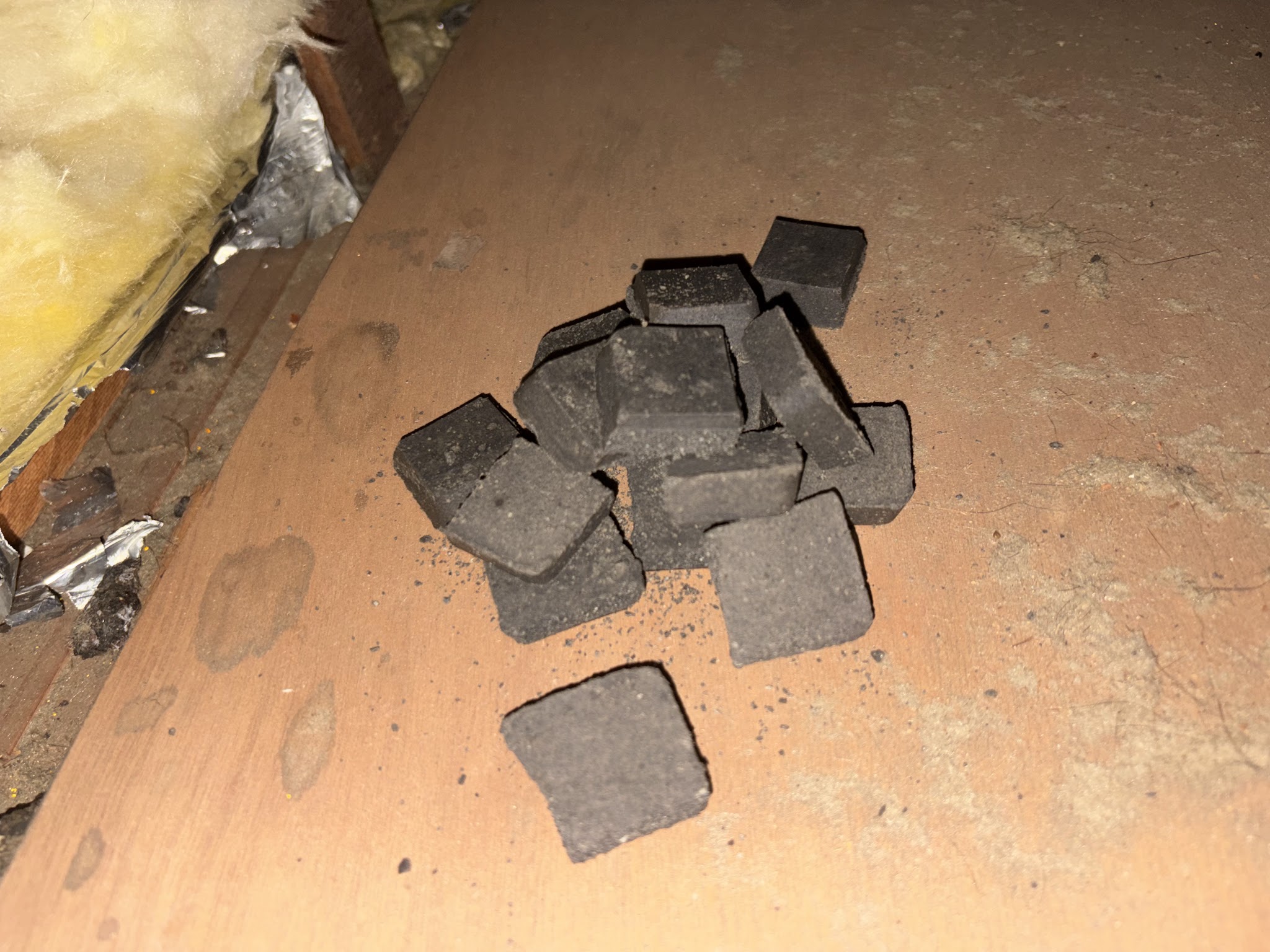 東京都清瀬市中型害獣駆除現場の写真40