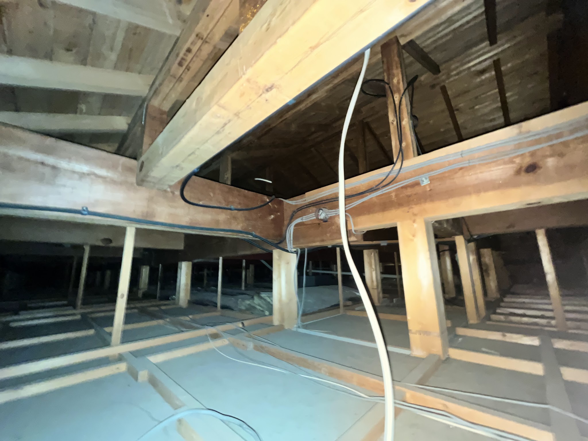 東京都清瀬市中型害獣駆除現場の写真29