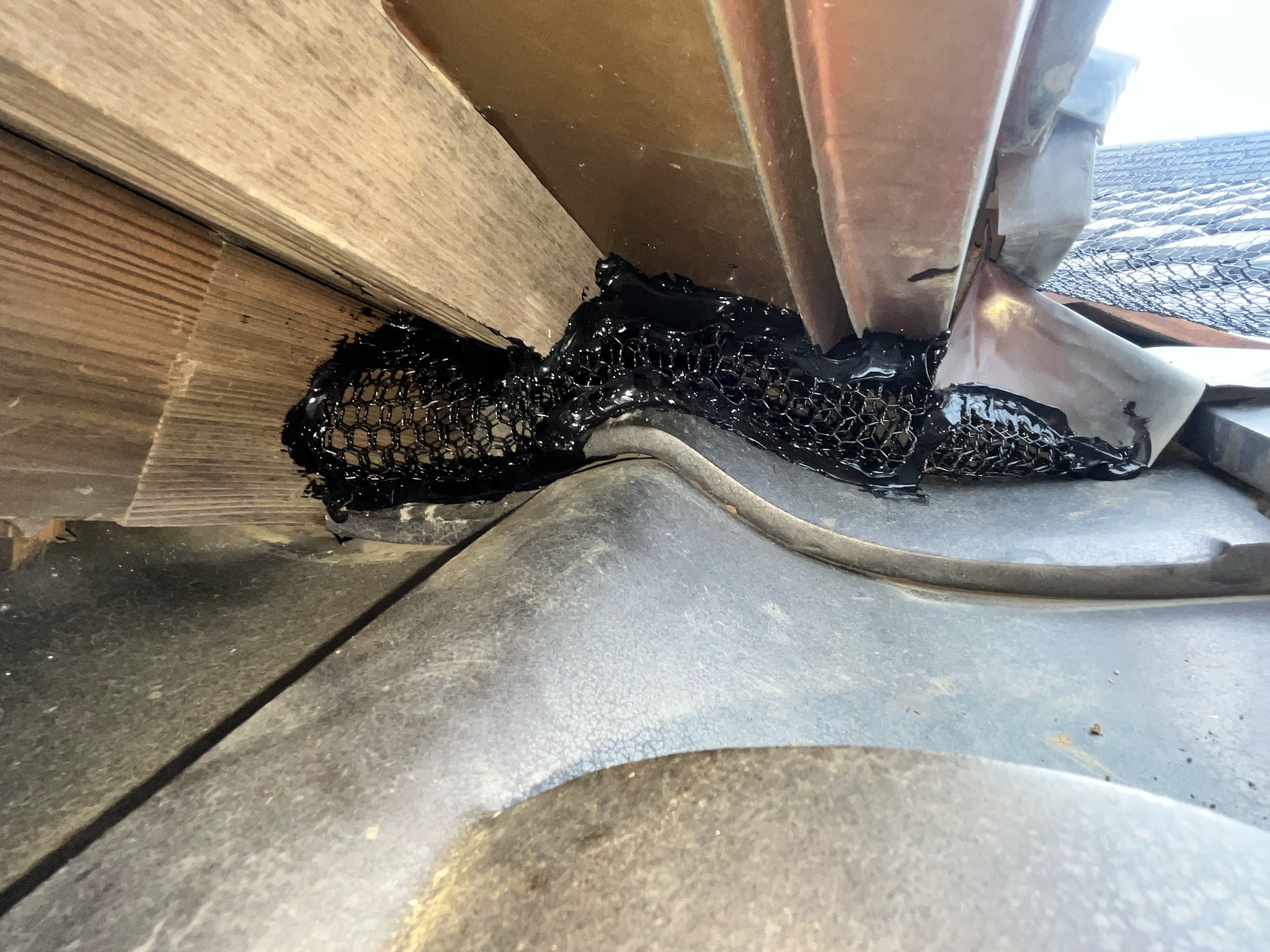 東京都清瀬市中型害獣駆除現場の写真16