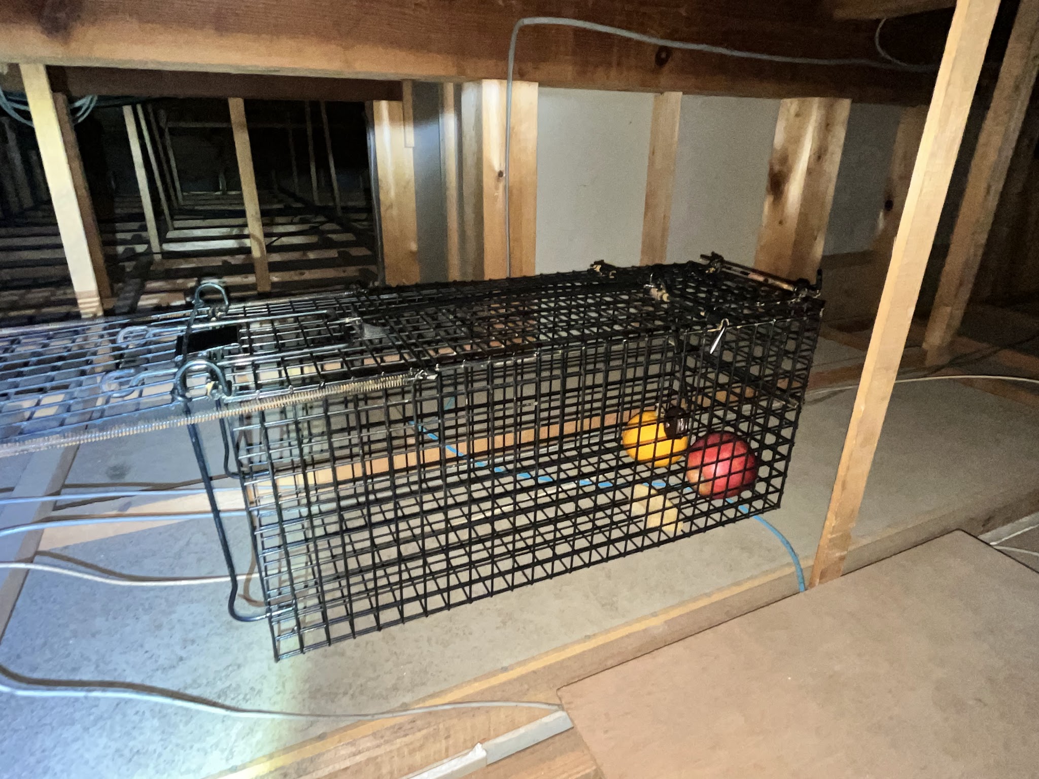 東京都清瀬市中型害獣駆除現場の写真27