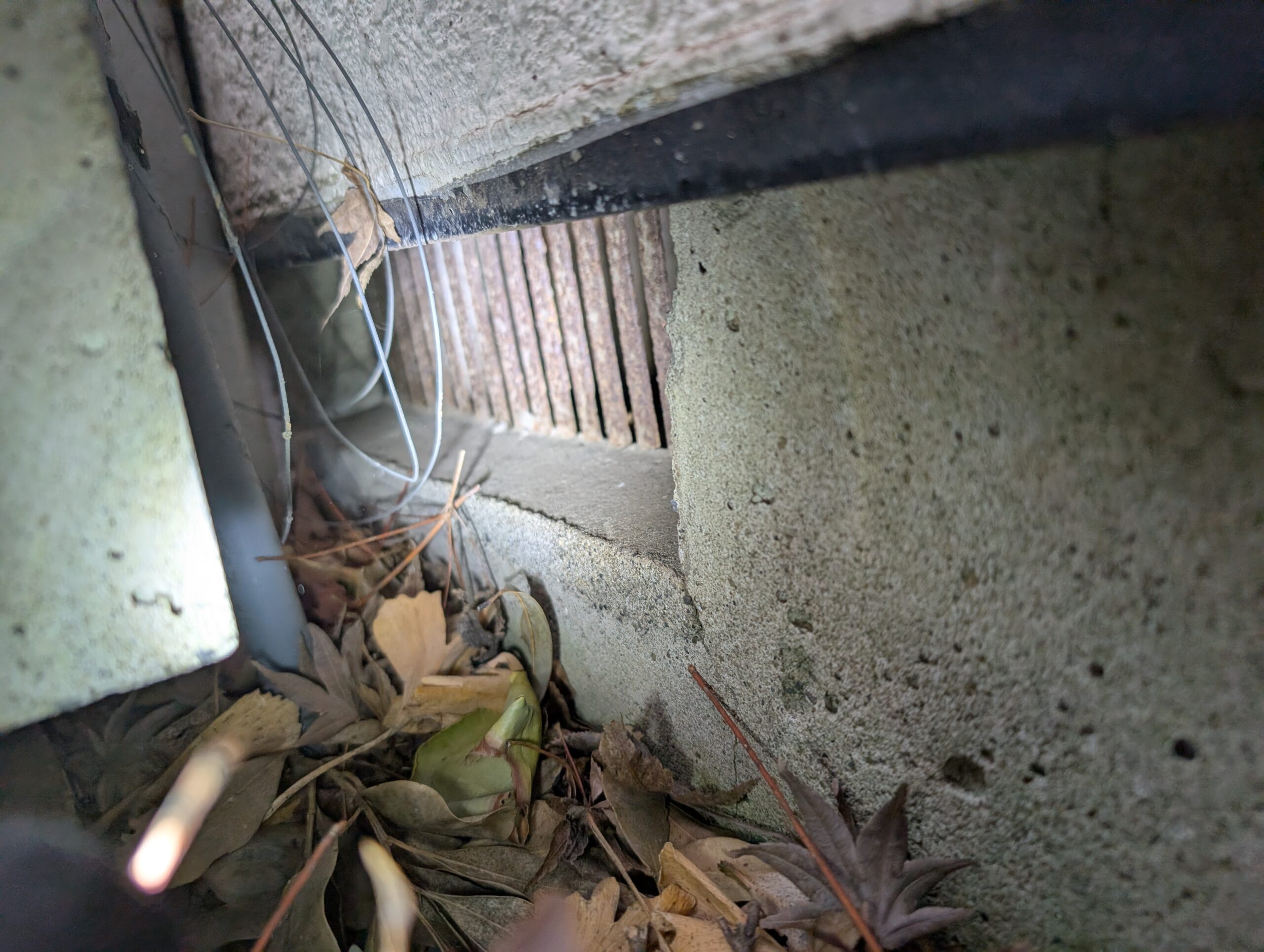 神奈川県横浜市ネズミ駆除現場の写真48